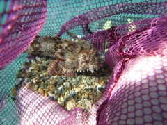 Scorpaena guttata