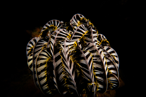 Crinoid