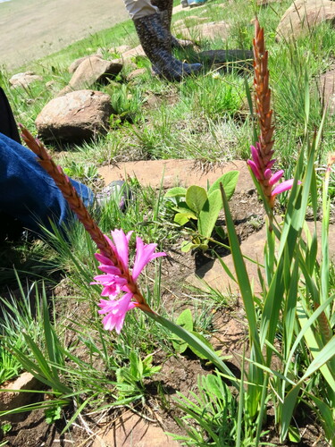 Image of Watsonia lepida by no rights reserved