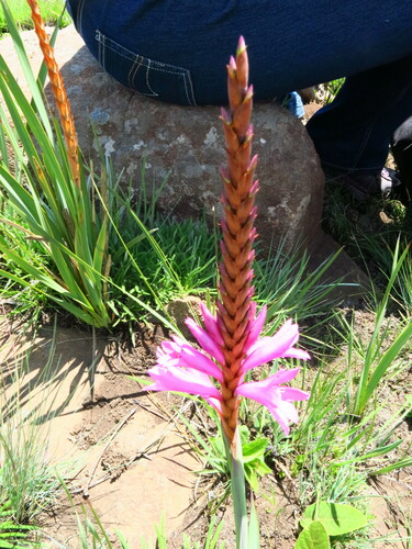 Image of Watsonia lepida by no rights reserved