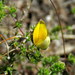 Common Retro Capegorse - Photo (c) Gigi Laidler, some rights reserved (CC BY-NC), uploaded by Gigi Laidler
