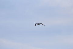 Larus argentatus smithsonianus