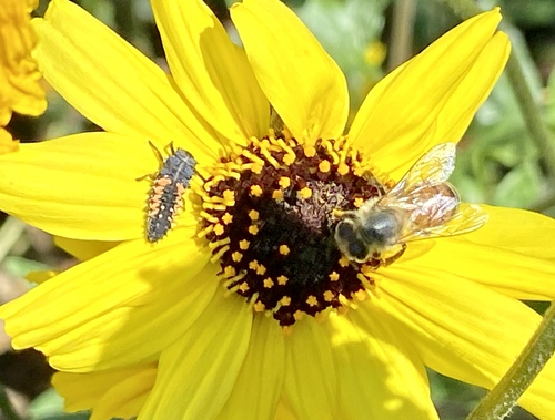 iNaturalist observation photo of Western Honey Bee