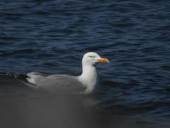 Larus argentatus image