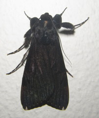 Audea bipunctata