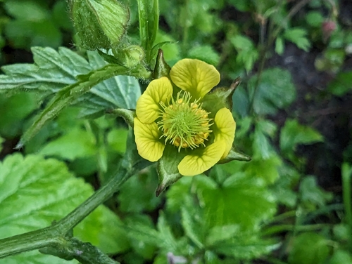 Geum × intermedium, photograph 4