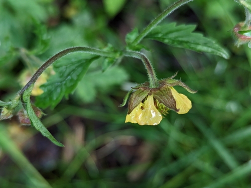 Geum × intermedium, photograph 5