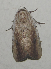 Tachosa brunnescens
