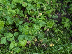Geum × intermedium, photograph Elias, CC BY, iNaturalist via GBIF