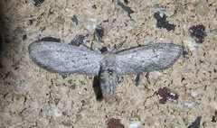 Glaucina erroraria