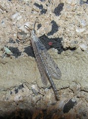 Brachynemurus