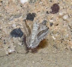 Digrammia decorata