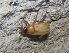 Cyclocephala longula