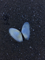 Tellinoidea