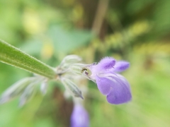 Salvia urolepis