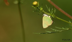 Cyanophrys herodotus