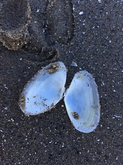 Tellinoidea