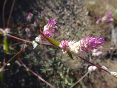 Gomphrena sonorae
