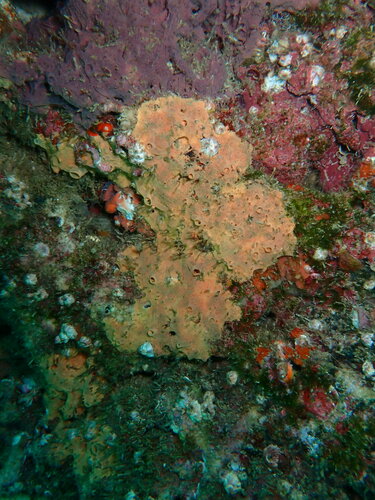 Hexadella indica