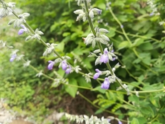 Salvia urolepis