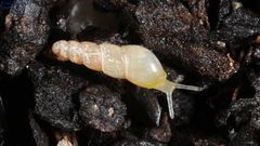Subulininae