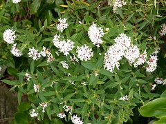 Pimelea longifolia