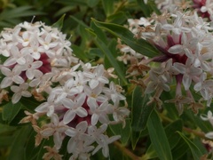 Pimelea longifolia