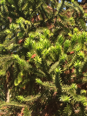 Araucaria bidwillii