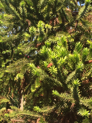 Araucaria bidwillii