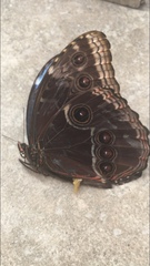 Morpho helenor montezuma