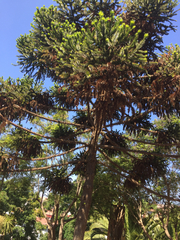 Araucaria bidwillii