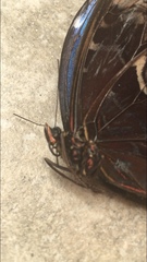 Morpho helenor montezuma