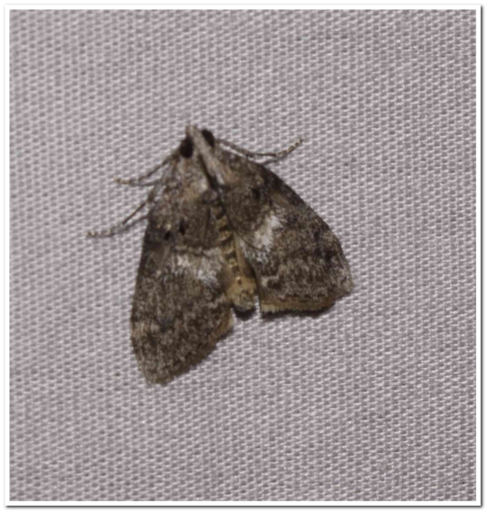 Maple Webworm Moth from 478 rue Beach, Metis Beach on July 11, 2016 at ...