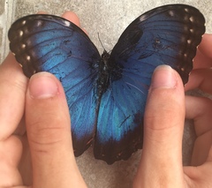Morpho helenor montezuma