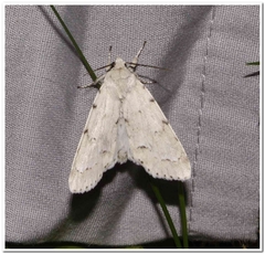 Acronicta vulpina