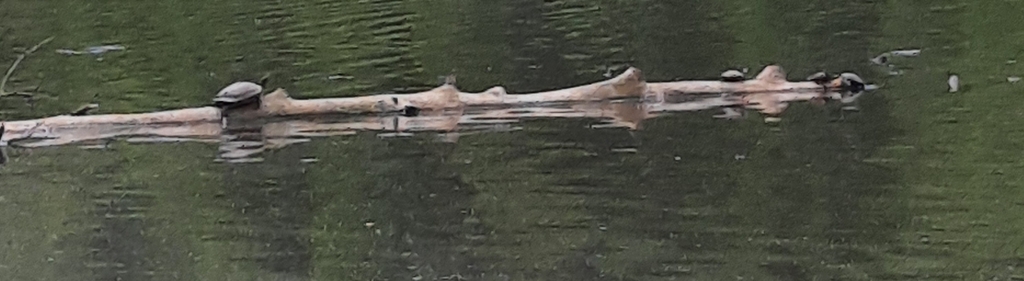 Common Snapping Turtle from Natures Reach, Holly Springs, NC 27540, USA ...