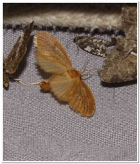 Tortricidia testacea