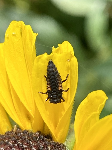 iNaturalist observation photo of Asian Lady Beetle