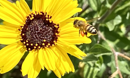 iNaturalist observation photo of Western Honey Bee