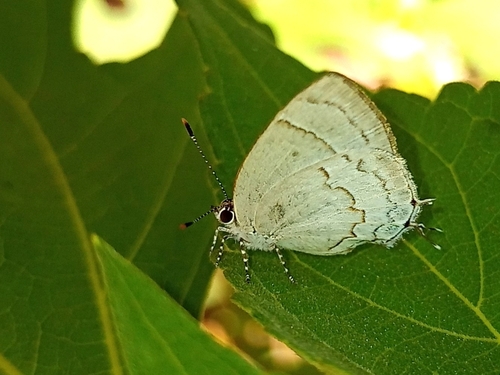 Primorosa blanca