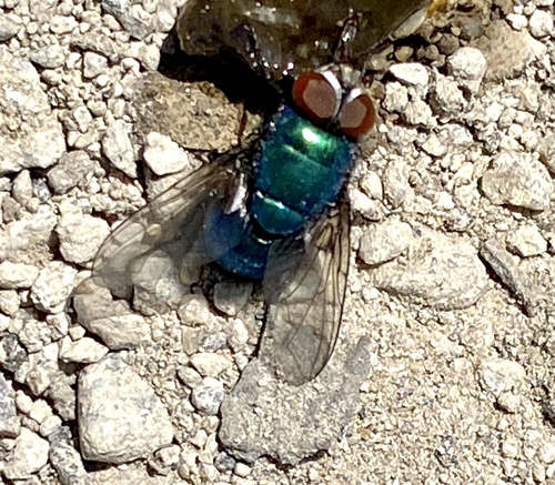 iNaturalist observation photo of Greenbottle Flies