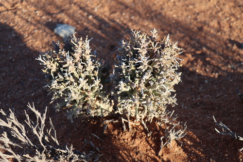 Image of Euphorbia friedrichiae by (c) amantedarmanin, some rights reserved (CC BY)