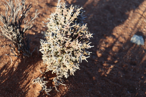 Image of Euphorbia friedrichiae by (c) amantedarmanin, some rights reserved (CC BY)