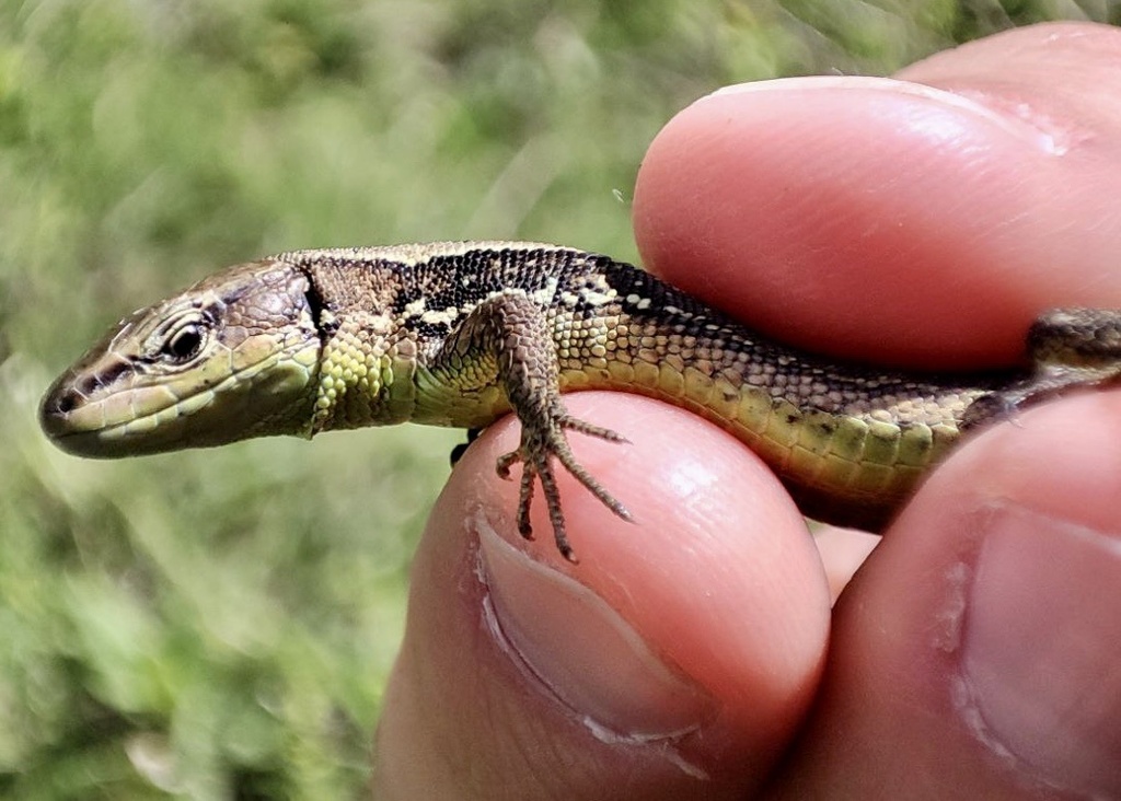 Meadow Lizard