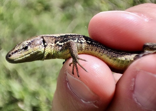 Meadow Lizard