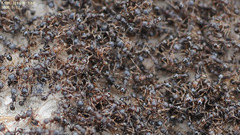 Tetramorium tsushimae