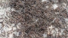 Tetramorium tsushimae
