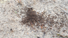 Tetramorium tsushimae