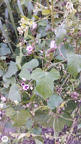 Image of Ipomoea grandifolia by no rights reserved
