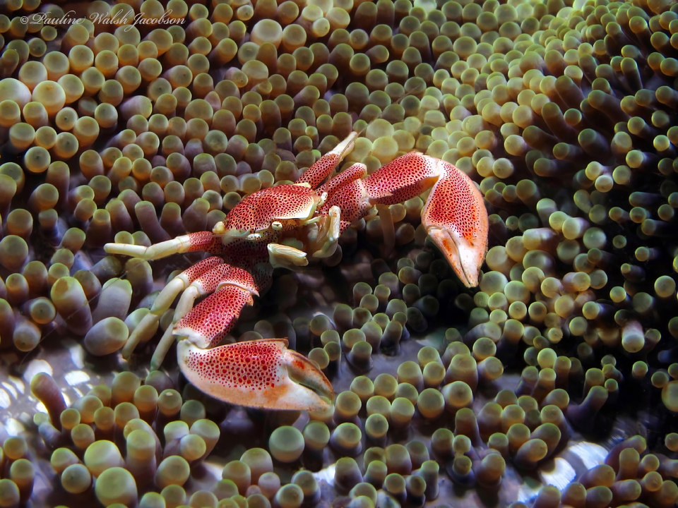 dotted anemone crab